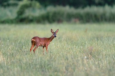 Çayırda uzun otlarla duran karaca. Cam'e doğru bakmak