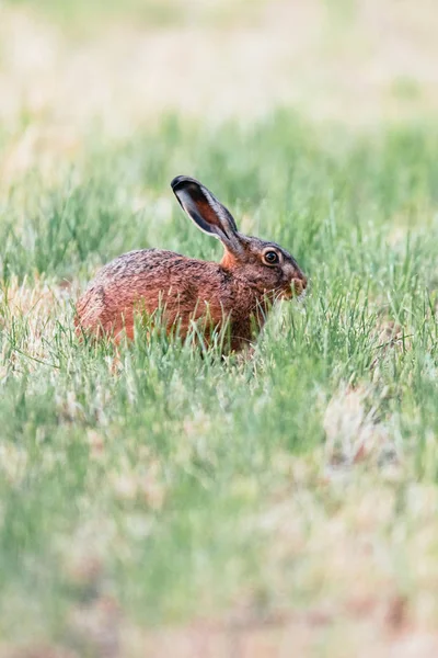 Hare siedzi na łące. Widok z boku. — Zdjęcie stockowe