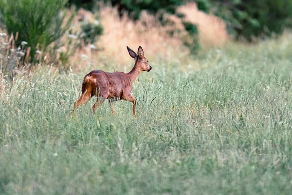 Roe jelenie DOE chodzenie przez łąkę z wysoką trawą. — Zdjęcie stockowe