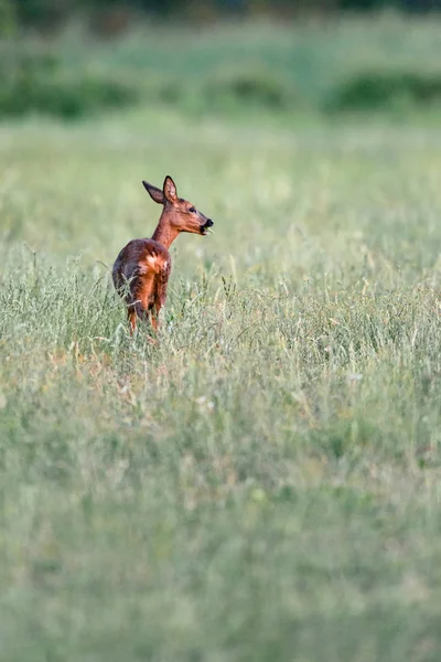 Reeën staan in weide met hoog gras. Zijaanzicht. — Stockfoto