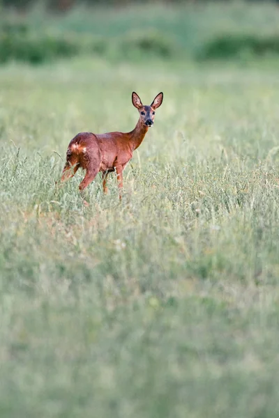 Chevreuil debout dans la prairie avec de l'herbe haute. Regardant vers la came — Photo