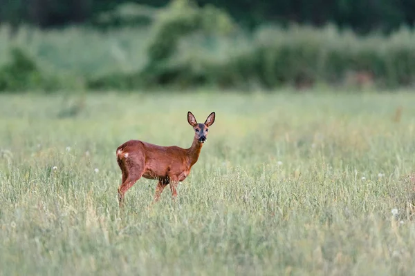 Ciervo de corzo de pie en el prado con hierba alta. Mirando hacia cam —  Fotos de Stock