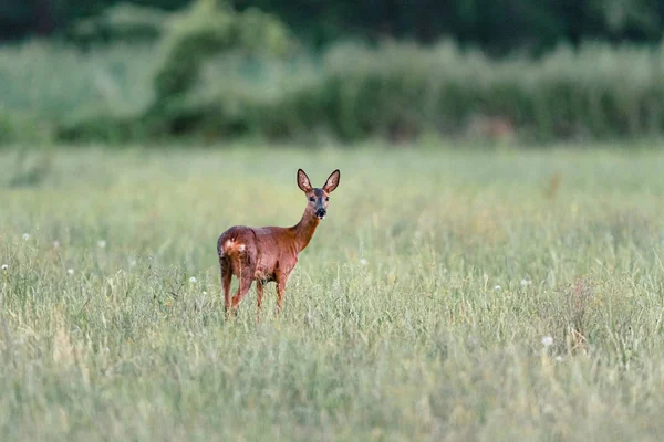 Capriolo in piedi nel prato con erba alta. Guardando verso cam — Foto Stock