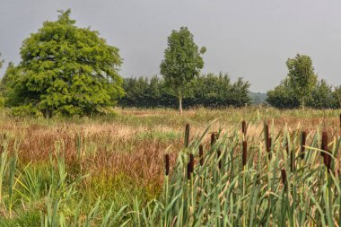 Mavi gökyüzünün altında sazlık, ağaçlar ve çimenler ile doğa rezervi.