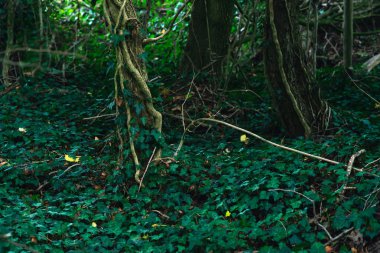 Yaz aylarında sandıkve sarmaşık ile orman zemin.