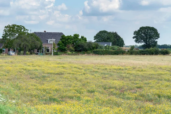 Wiejski dom z łąką pokrytą żółtymi kwiatami. — Zdjęcie stockowe