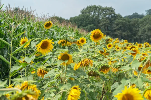 Field of sunflowers with trees and cloudy sky. — Stock Photo, Image