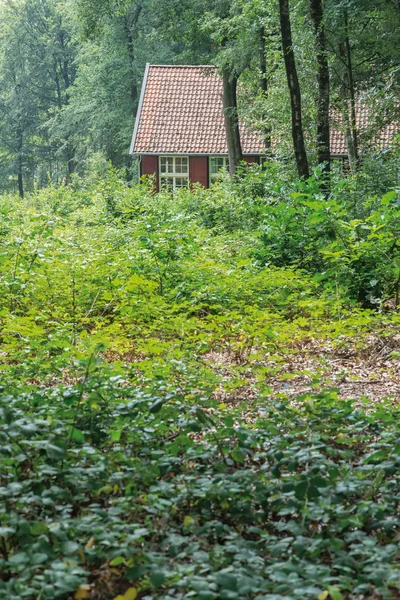 Small house in forest during summer.