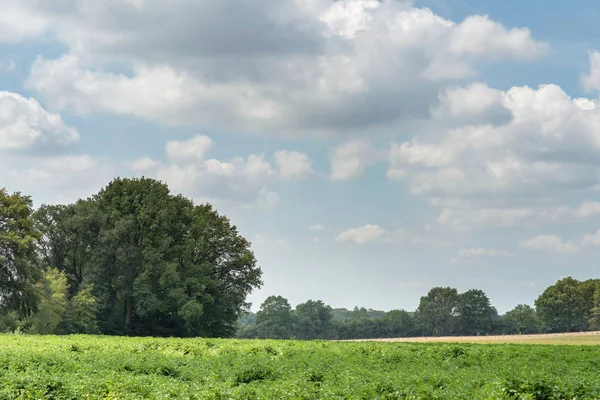 Campos agrícolas con bosque y cielo azul nublado durante el verano . —  Fotos de Stock
