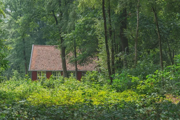 Kleines Haus im Wald im Sommer. — Stockfoto