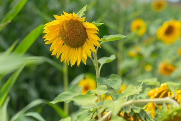 Close-up of blooming sunflower in summer. — Stock Photo, Image