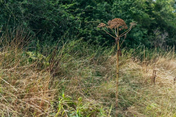 Orman kenarında uzun boylu çim arasında kurutulmuş hogweed. — Stok fotoğraf