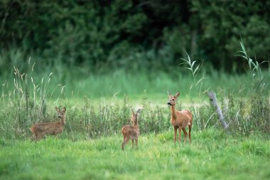 Çayırda iki yavru ile karaca doe.