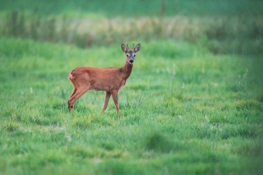 Genç roebuck kameraya doğru bakarak çayırda duruyor.