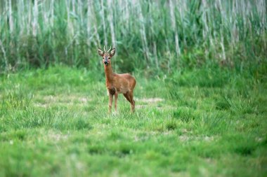 Genç roebuck çayırda duruyor ve kameraya doğru bakıyor.