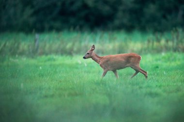 Karaca doe çayırda yürüyor. Yan görünüm.
