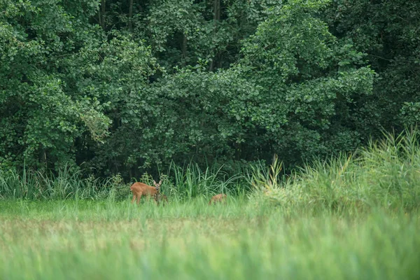 Ree doe met jongen staren aan de rand van het bos. — Stockfoto