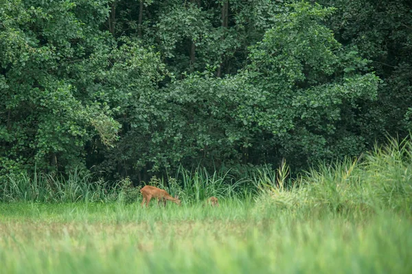 Srnčí jeleni s Fawny, shlížce na okraj lesa. — Stock fotografie