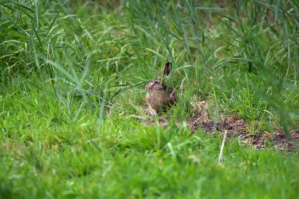 Conejo salvaje sentado entre hierba alta en el prado . — Foto de Stock