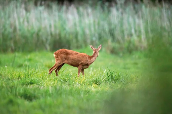 Roe Doe escucha algo y mira dentro de la caña . — Foto de Stock