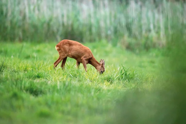 Roe corça pastando no prado . — Fotografia de Stock