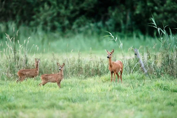 Reh mit zwei Rehkitzen auf Wiese. — Stockfoto