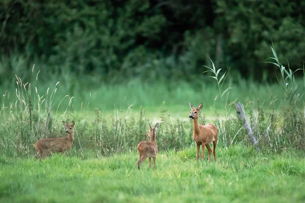 Roe deer doe with two fawns in meadow. — Stock Photo, Image