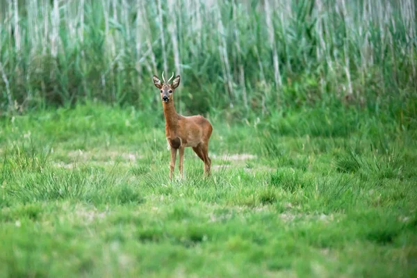 Genç roebuck çayırda duruyor ve kameraya doğru bakıyor. — Stok fotoğraf