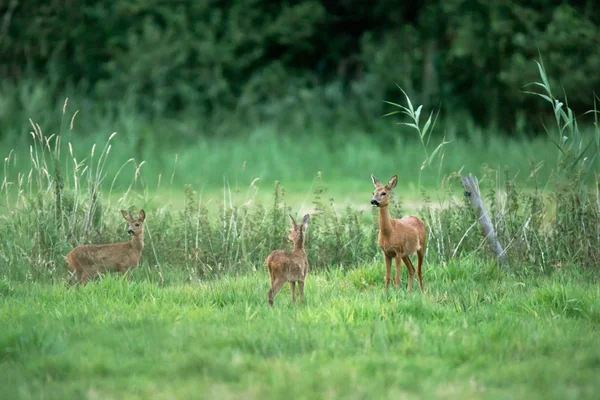 在草地上养两只小鹿的鹿. — 图库照片
