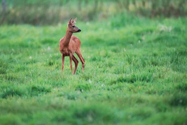 Roe cervo corça no prado olhando para o lado . — Fotografia de Stock