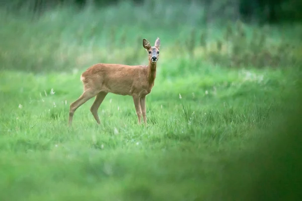 Ree doe in weide op zoek naar camera. — Stockfoto