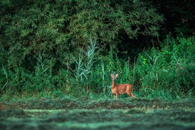 Yemyeşil ormanın kenarında uyarkaraca doe.