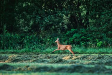 Karaca doe ormanın kenarında çayır üzerinden sıçrayan.