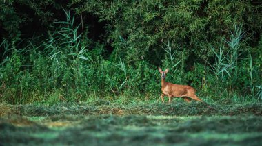 Yemyeşil ormanın kenarında uyarkaraca doe.