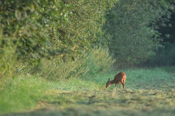 Cervo roe pastando na borda da floresta ao amanhecer . — Fotografia de Stock