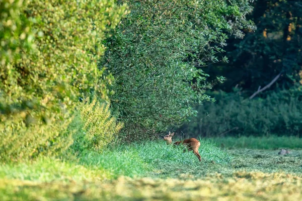 Ciervo corzo recolectando comida de ramas del borde del bosque al amanecer . —  Fotos de Stock