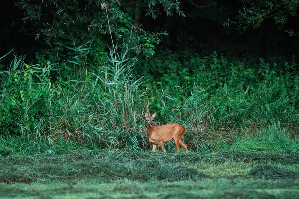 Roe jelen na okraji bujné lesa. — Stock fotografie