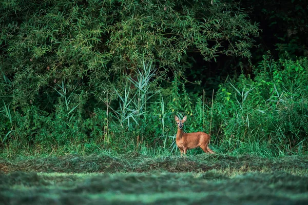 Alerta corzo ciervo doe en el borde de exuberante bosque . — Foto de Stock