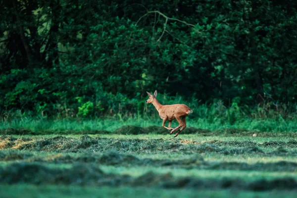 Roe deer doe leaping through meadow at edge of forest.