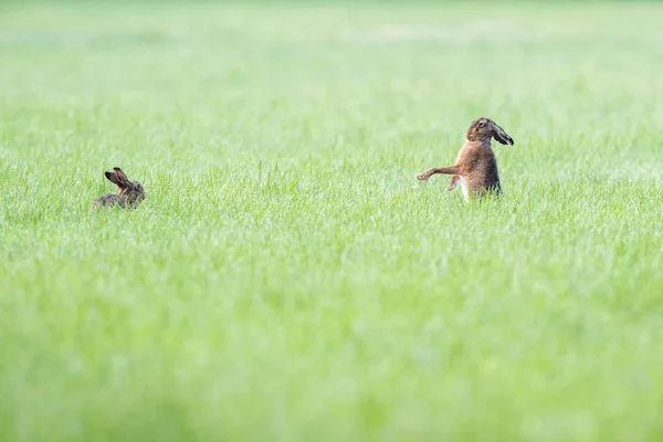 Twee hazen in weiland, de ene maakt indruk op de andere. — Stockfoto