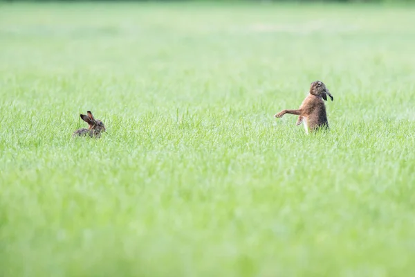 Duas lebres no pasto, uma impressiona a outra . — Fotografia de Stock