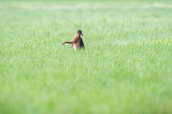 Hare i betesmark tvätt päls. — Stockfoto