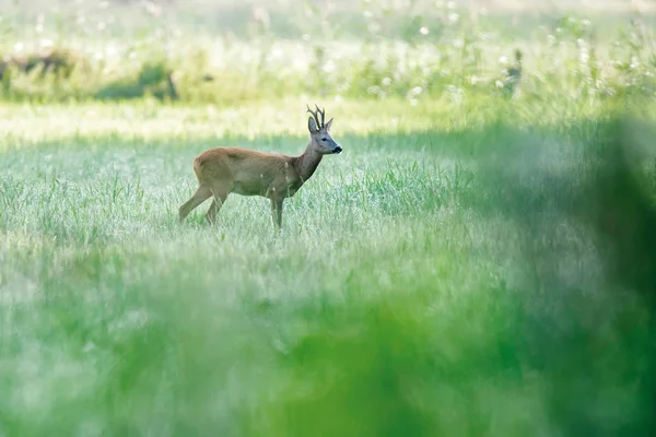 Roebuck de pie en el pasto al amanecer . — Foto de Stock