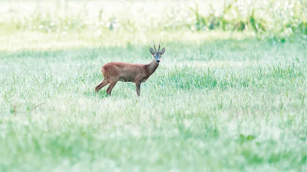 Roebuck álló legelőn hajnalban. — Stock Fotó