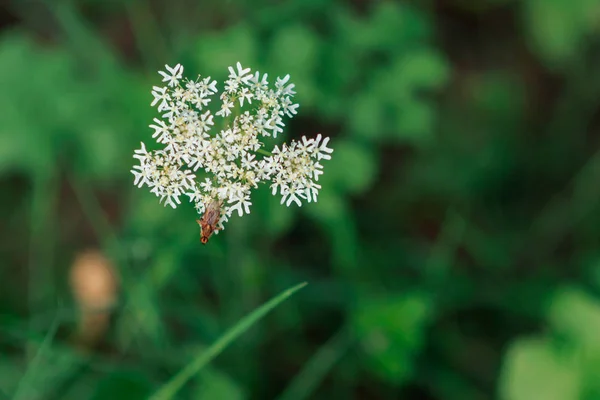 Moucha na divoké bílé květině. — Stock fotografie