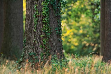 Ormanda sarmaşık ile Trunk.