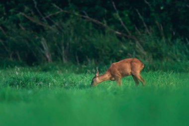 Karaca doe yaz aylarında mera otlatma.