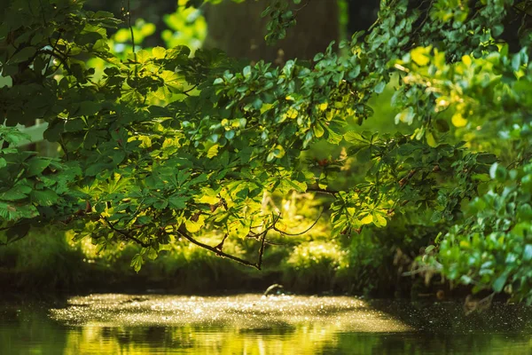 Leaves of trees in sunlight hanging over pond. — Stock Photo, Image