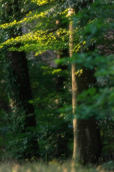 Folhas em luz de fundo na floresta de verão . — Fotografia de Stock