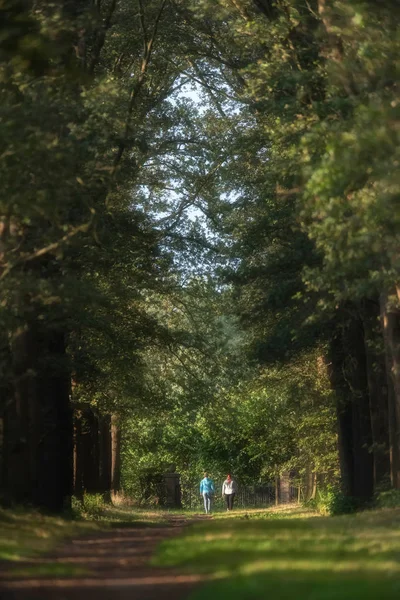 Dos mujeres caminando bajo la luz del sol en el camino del bosque durante el verano . —  Fotos de Stock